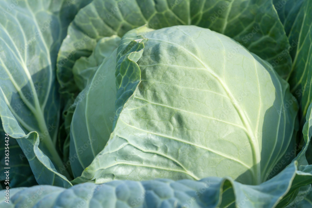 Obraz premium Large, ripe cabbage swing closeup