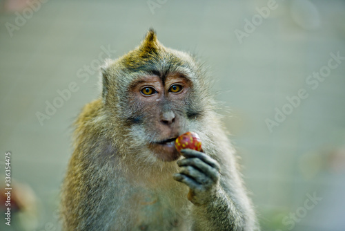 Photography Close up monkey eating fruit in the forest