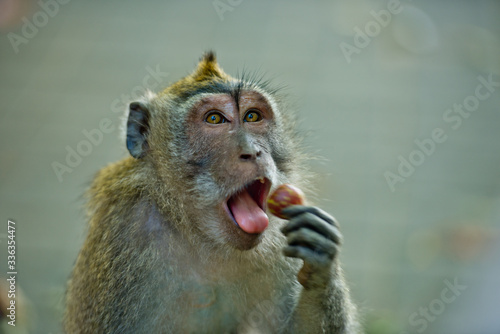 Photography Close up monkey eating fruit in the forest