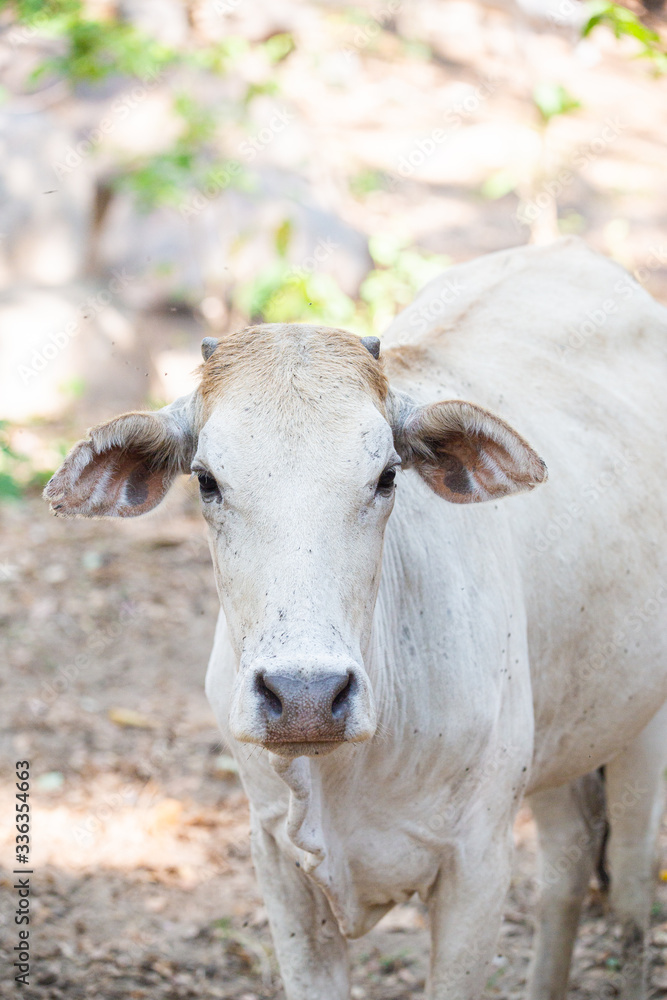 cow eatting in farm