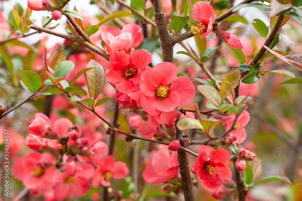 Beautiful pink and red henomeles flowers. Shrub without leaves blooms in early spring. Delicate petals and yellow stamens and pistils with nectar. Greeting card or bouquet. Symbol of awakening nature Beautiful pink and red henomeles flowers. Shrub without leaves blooms in early spring. Delicate petals and yellow stamens and pistils with nectar. Greeting card or bouquet. Symbol of awakening nature