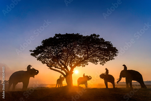 Obraz na plátně Elephant trainer and mahout with elephants walking to a tree during a sunrise silhouette