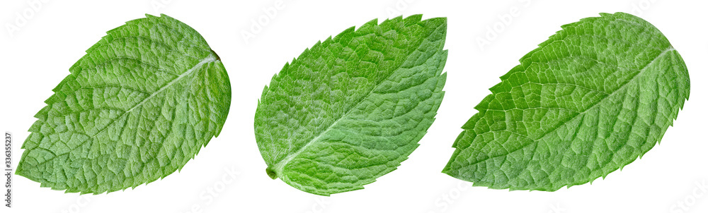 Collection mint isolated on white background. Mint leaf clipping path. Mint macro studio photo - obrazy, fototapety, plakaty 