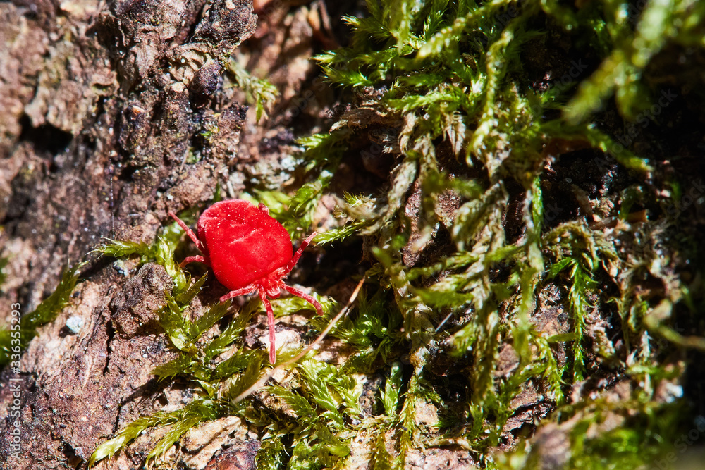 Close up macro Red velvet mite or Trombidiidae in natural environment (Red Velvet Mite), macro Close up macro Red velvet mite or Trombidiidae in natural environment (Red Velvet Mite), macro
