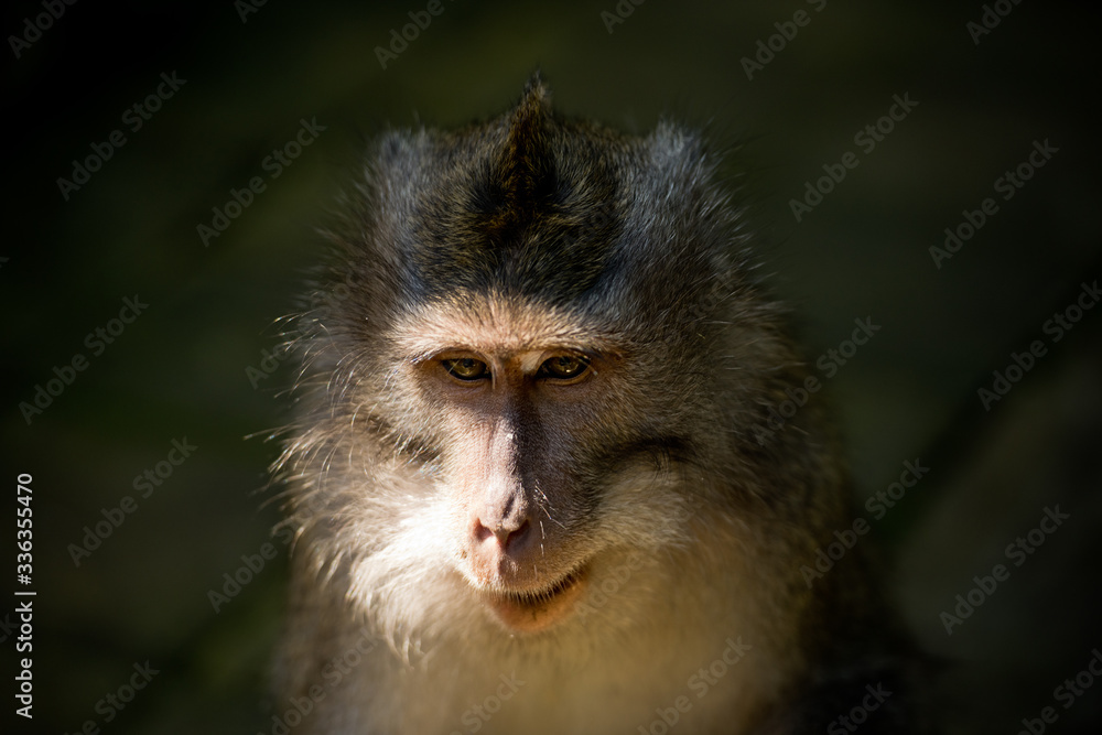 Close up portrait monkey in the Monkey forest. Ubud, Bali, Indonesia. Close up portrait monkey in the Monkey forest. Ubud, Bali, Indonesia.