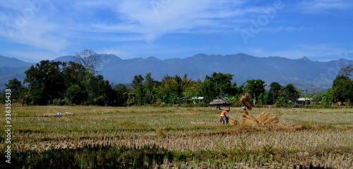 Pai, Thailand, January 07th 2016: Thai people working at the rice fields in Pai, Thailand