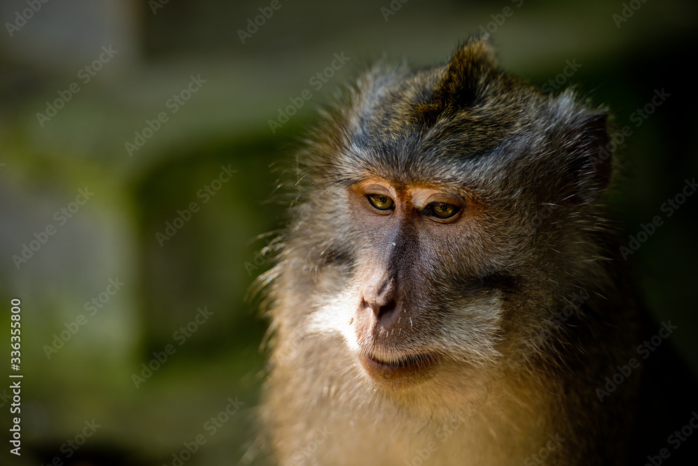 Close up portrait monkey in the Monkey forest. Ubud, Bali, Indonesia. Close up portrait monkey in the Monkey forest. Ubud, Bali, Indonesia.
