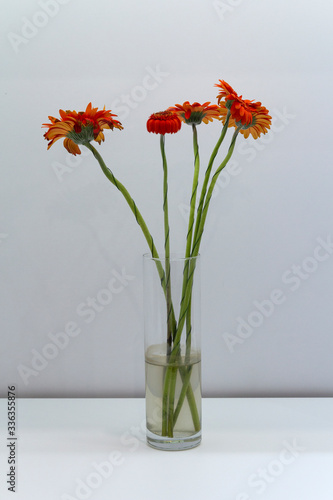 Orange Gerbera flower was placed in a clear glass vase on the table