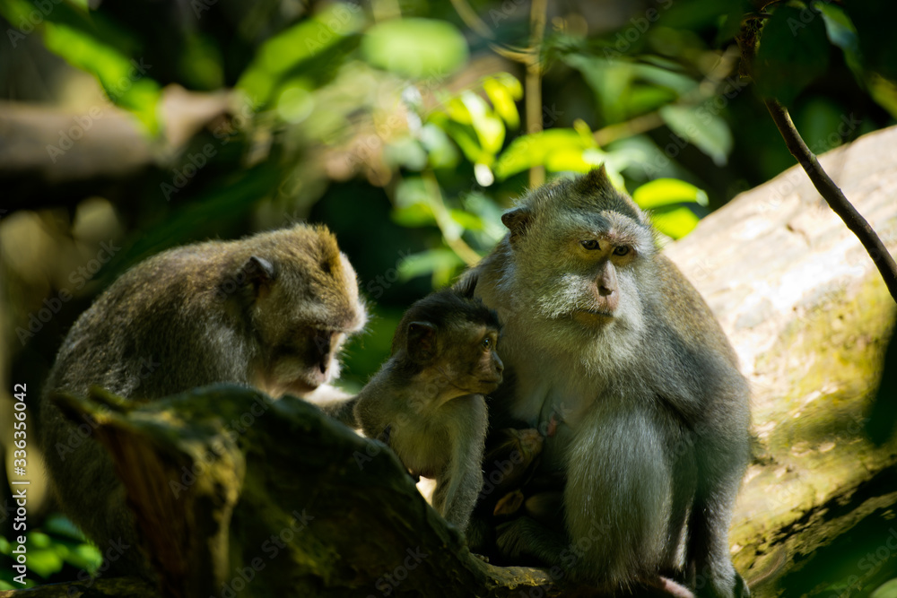 Monkey family with two adults and one baby. Monkey forest, Ubud, Bali, Indonesia.