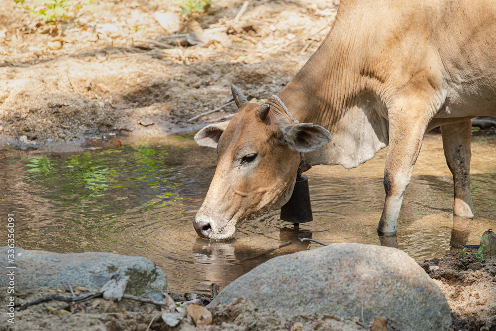Fototapeta premium cow eatting in farm