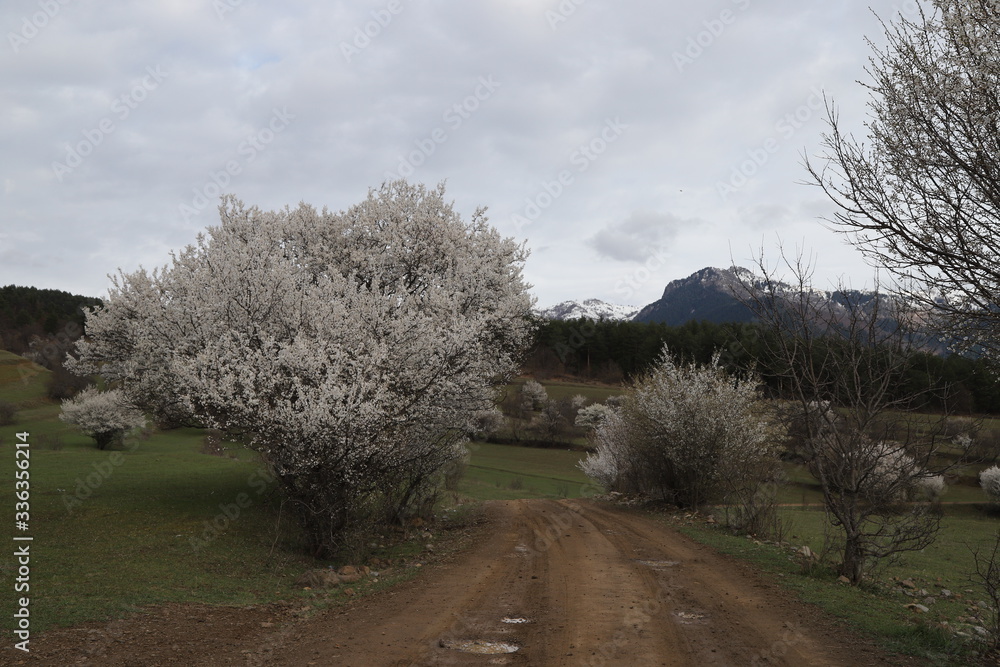 Flowers of the cherry blossoms on a spring day.savsat/artvin Flowers of the cherry blossoms on a spring day.savsat/artvin