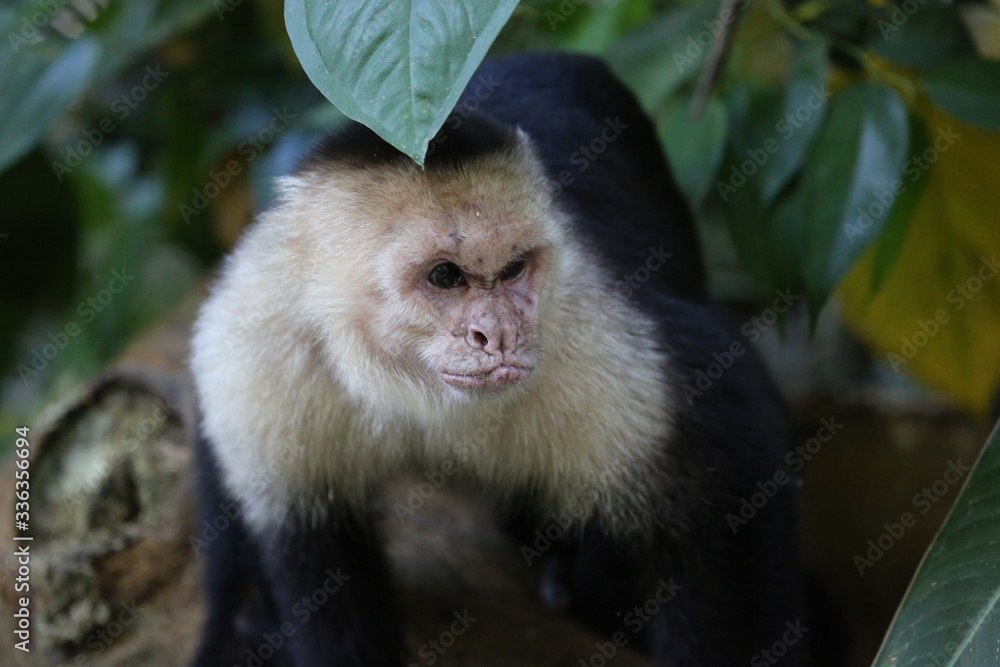 Fototapeta premium White Faced Capuchin, Guanacaste, Costa Rica