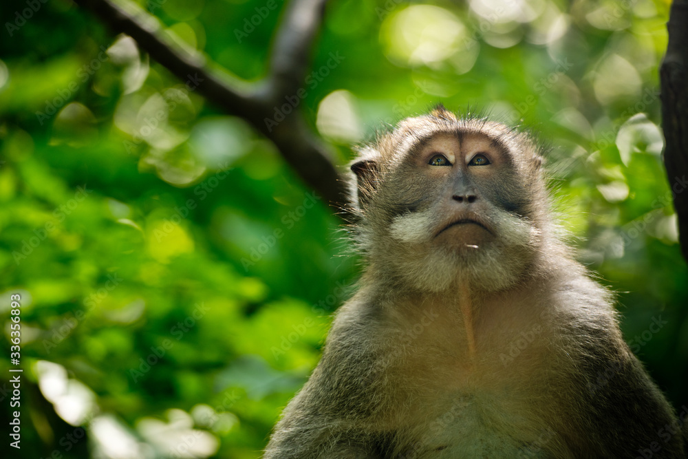 Close up portrait monkey in the Monkey forest. Ubud, Bali, Indonesia. Close up portrait monkey in the Monkey forest. Ubud, Bali, Indonesia.