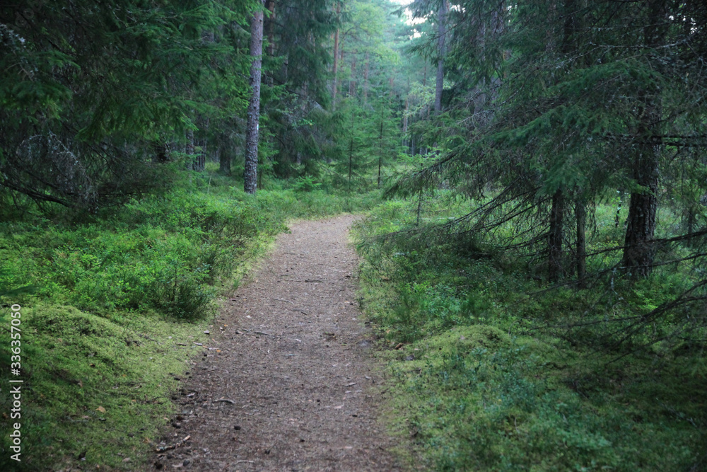 malowniczy trakt leśny w starym sosnowym borze w europie północnej w estonii malowniczy trakt leśny w starym sosnowym borze w europie północnej w estonii