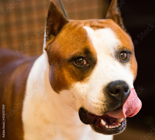 brown thoroughbred American Pit Bull Terrier dog