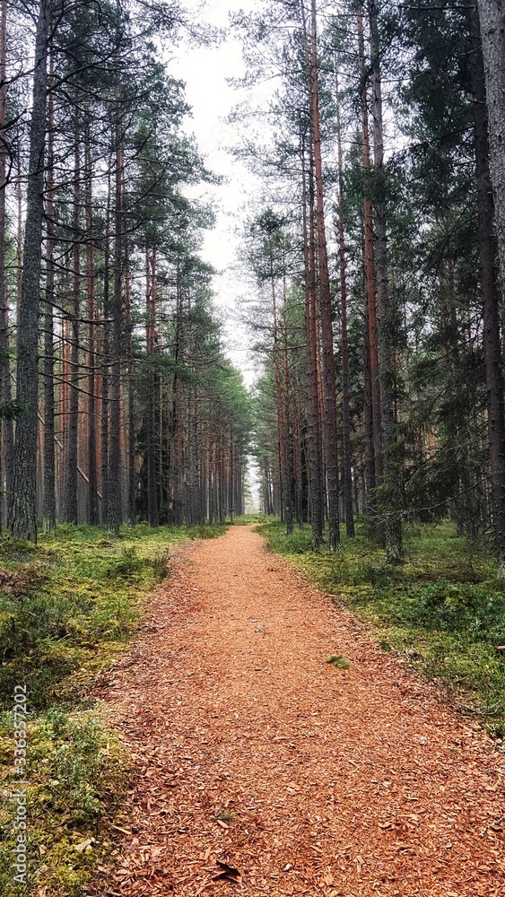 Fototapeta premium road in the woods