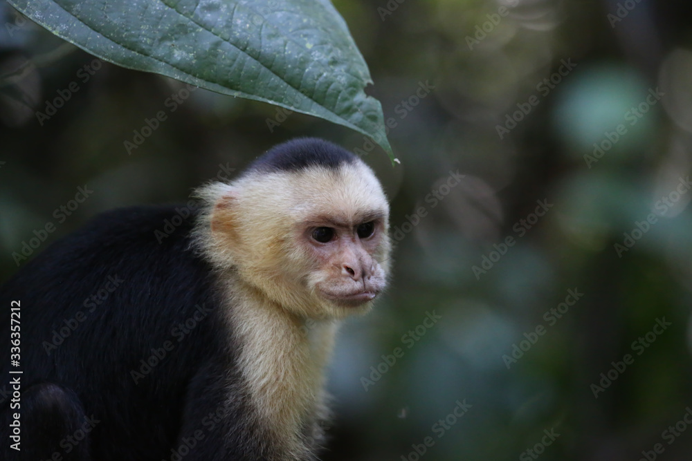 White Faced Capuchin, Guanacaste, Costa Rica White Faced Capuchin, Guanacaste, Costa Rica