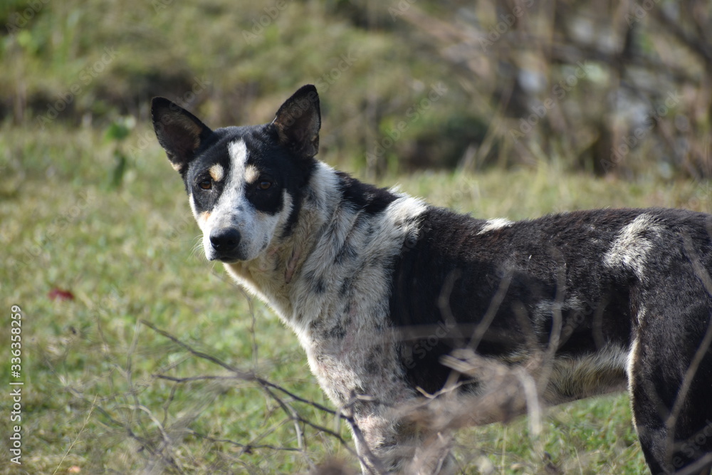 a black and white dog gone outside in a field a black and white dog gone outside in a field