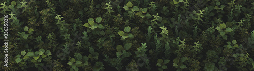 Nature Plants Wallpaper