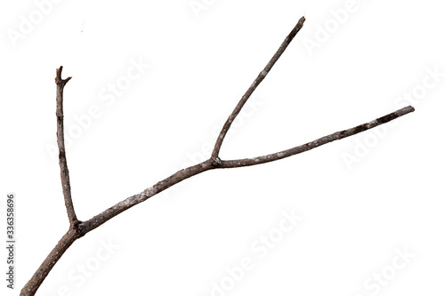 tree branches isolated on white