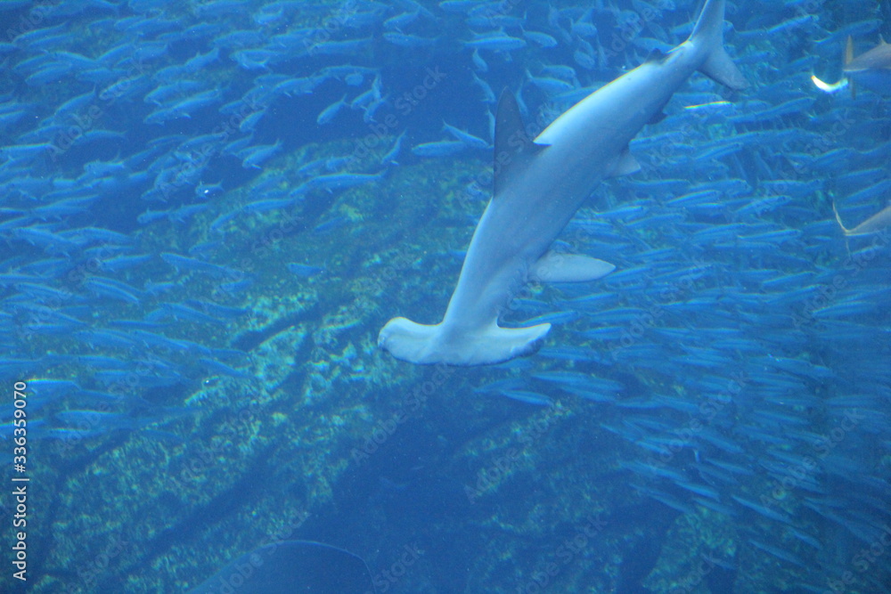 Fototapeta premium 特徴的な頭部を持つシュモクザメ/全身