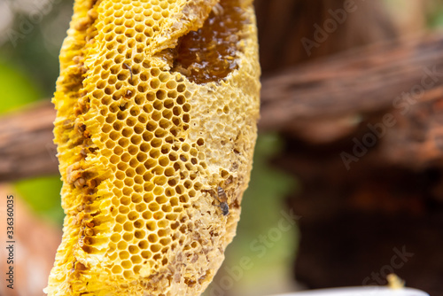 honey bee nest,honeycomb with honey 