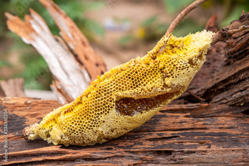 honey bee nest,honeycomb with honey 