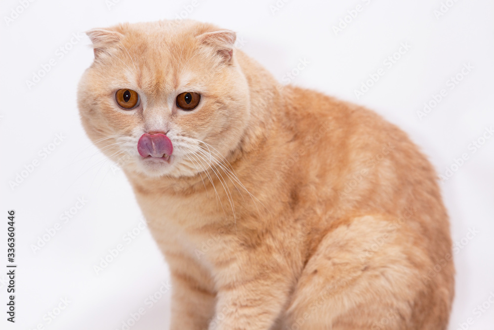 Close-up portrait of a Scottish fold cat. Red muzzle furry. Advertising banner for pet shop. Purebred show cat