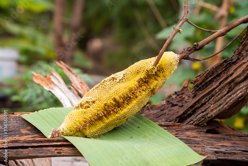 honey bee nest,honeycomb with honey 