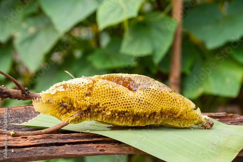 honey bee nest,honeycomb with honey 