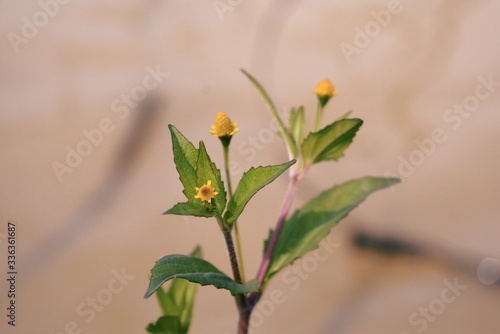 a small aquatic flower ,grown just beside a pond