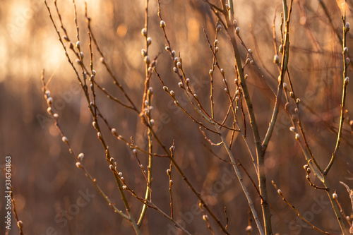 Willow in spring forest with buds in warm brown shades