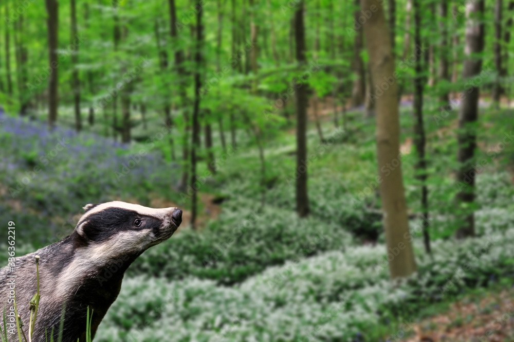 European badger (Meles meles) foraging in beech forest with bluebells and wild garlic in flower in spring. Digital composite European badger (Meles meles) foraging in beech forest with bluebells and wild garlic in flower in spring. Digital composite
