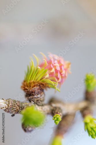 Young larch buds bloom in spring. Macro shooting  shallow depth of field