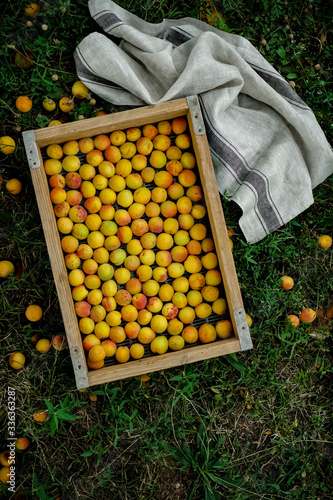 harvested ripe apricots in the garden