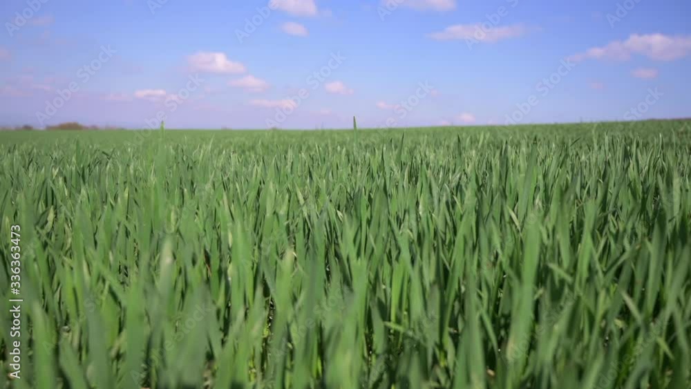 HD Green Field On The Blue Sky Background. Rye Grow Concept, Spring season. Grass grown extensively as a grain, cover crop, forage crop. Ecology, climate change. Natural Wheat field and blue sky. HD Green Field On The Blue Sky Background. Rye Grow Concept, Spring season. Grass grown extensively as a grain, cover crop, forage crop. Ecology, climate change. Natural Wheat field and blue sky.