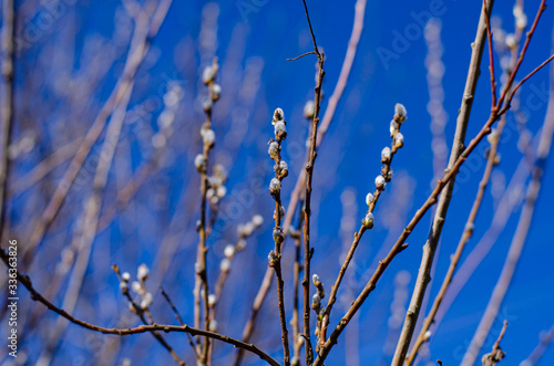 Willow branches against the blue sky bloom in springtime. Easter concept, natural background