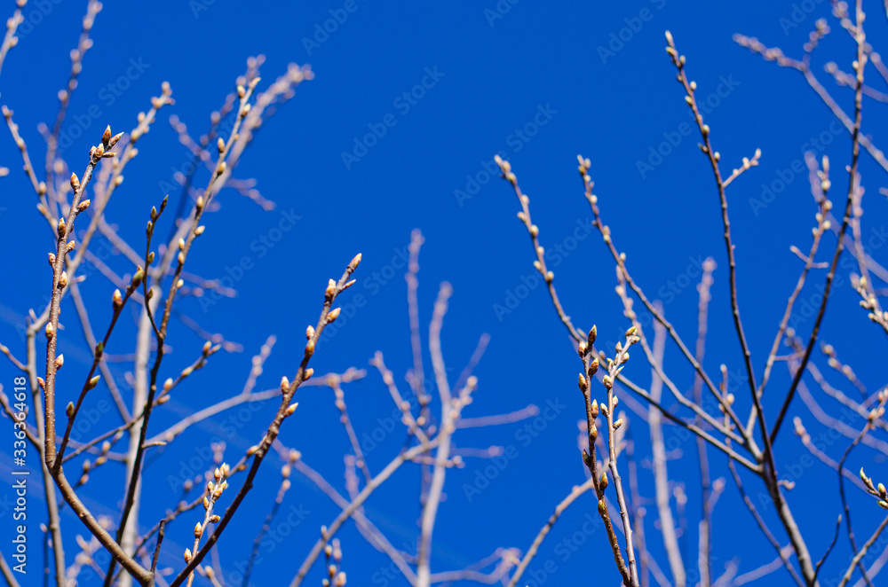 The buds on the branches of trees against the blue sky bloom in springtime. Easter concept, natural background The buds on the branches of trees against the blue sky bloom in springtime. Easter concept, natural background