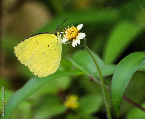Cute butterfly © swati
