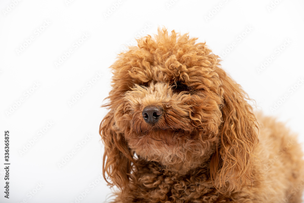 Cute hairy poodle in studio Cute hairy poodle in studio