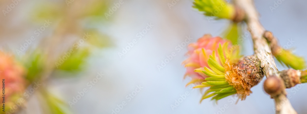 Young larch buds bloom in spring. Macro shooting, shallow depth of field Young larch buds bloom in spring. Macro shooting, shallow depth of field