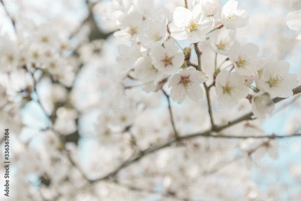 Naklejka premium Pink cherry blossoms and blue sky