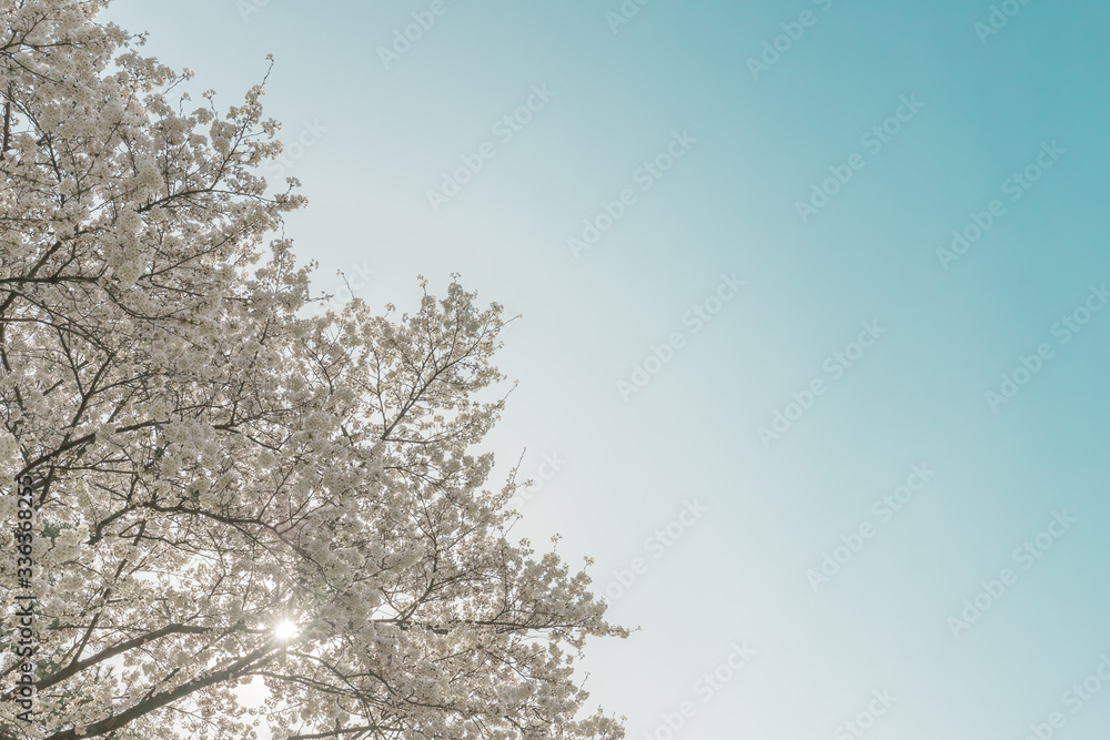 Pink cherry blossoms and blue sky Pink cherry blossoms and blue sky
