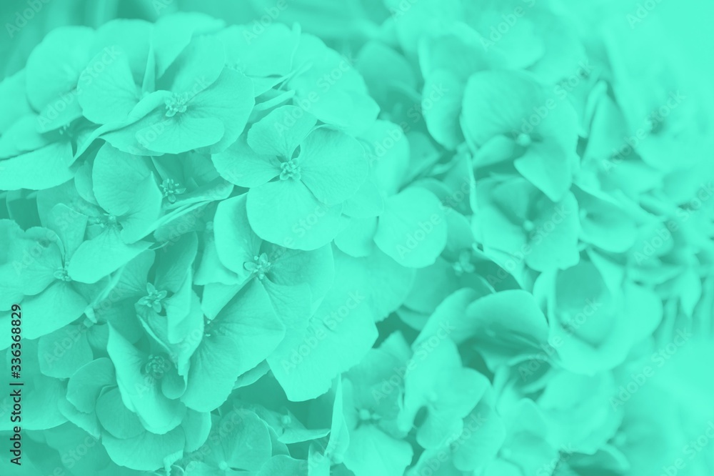 Green mint hydrangea or hortensia flower, soft and blurred background Green mint hydrangea or hortensia flower, soft and blurred background