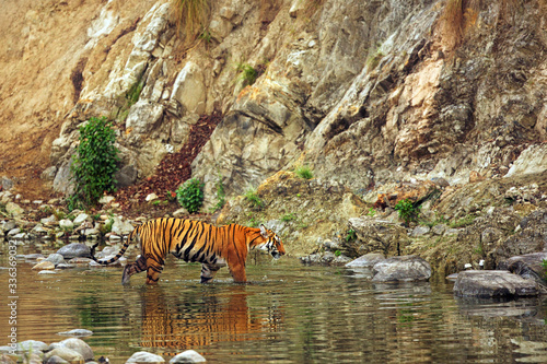 Royal Bengal tiger walking in water