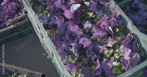 Purple and blue flowers in the blue plastic box. photo