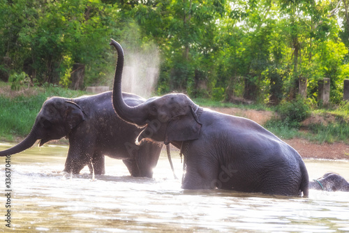 Elephants in the water playing form Thailand