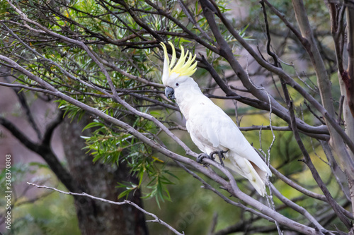 Sulphur-crested cockatoo (Cacatua galerita) in a tree