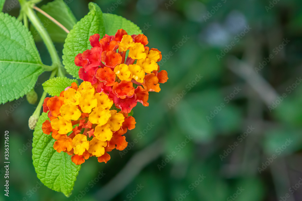 Lantana camara also called as Lantana, tick berry, Spanish flag. Lantana camara also called as Lantana, tick berry, Spanish flag.