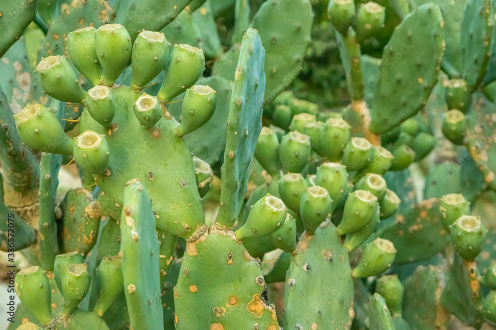Opuntia humifusa, commonly known as the devil's-tongue, Eastern prickly pear or Indian fig Opuntia humifusa, commonly known as the devil's-tongue, Eastern prickly pear or Indian fig